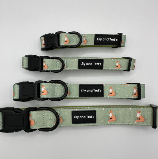 Foxes fall collar