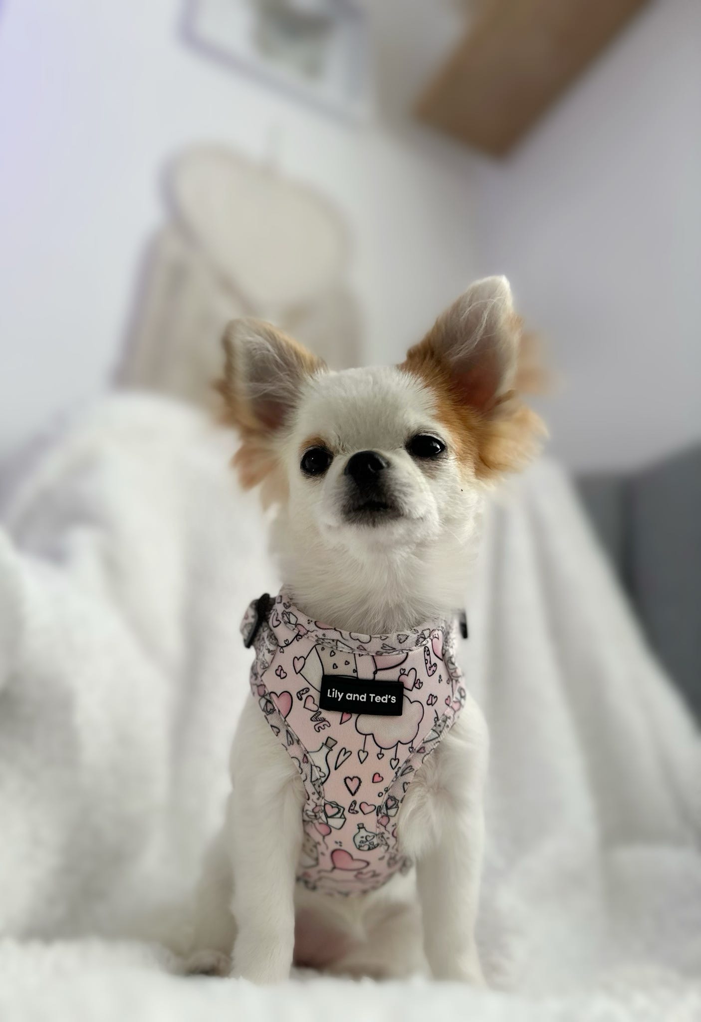 Lily’s love adjustable harness