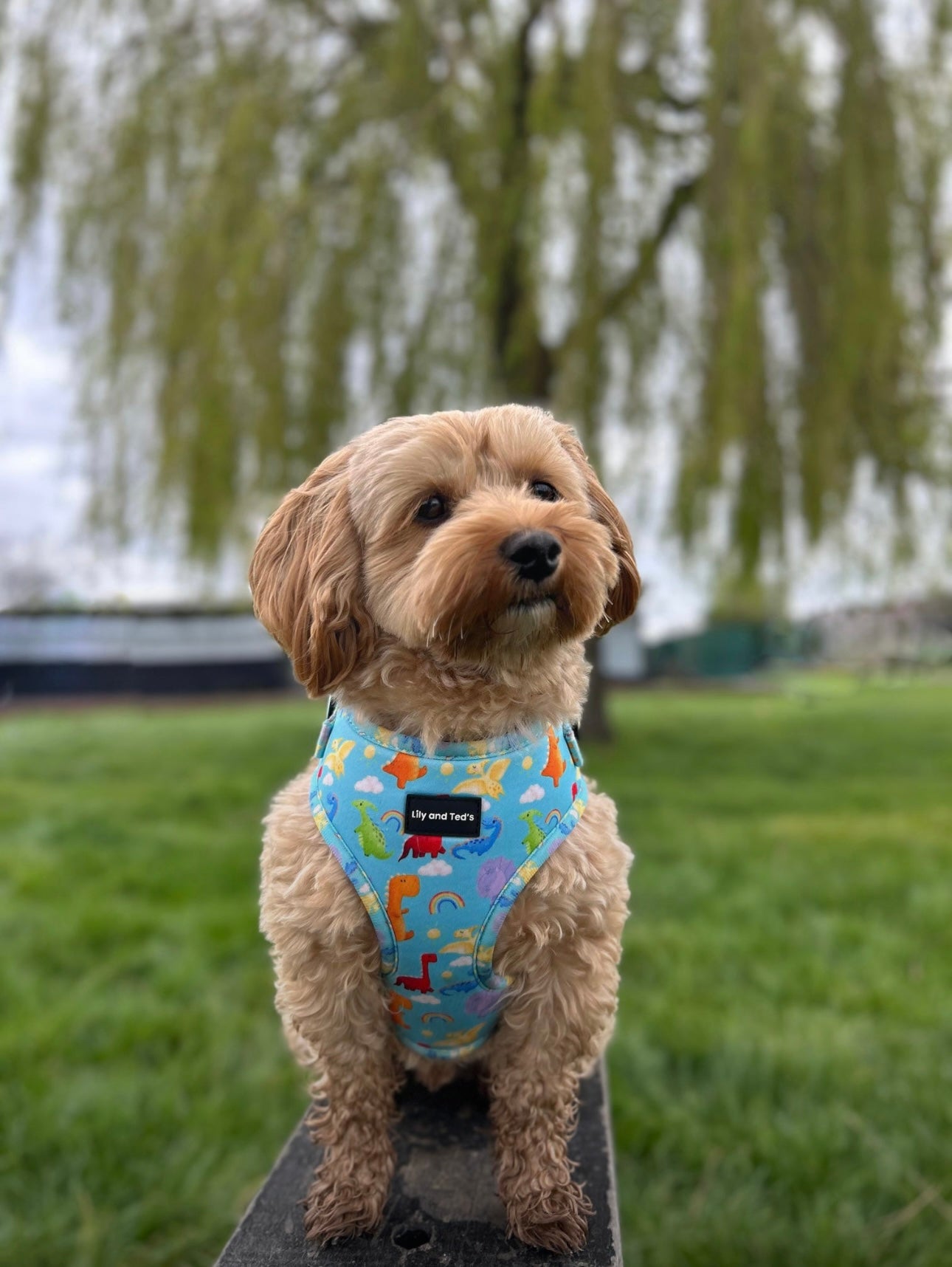 Jurassic Bark adjustable harness