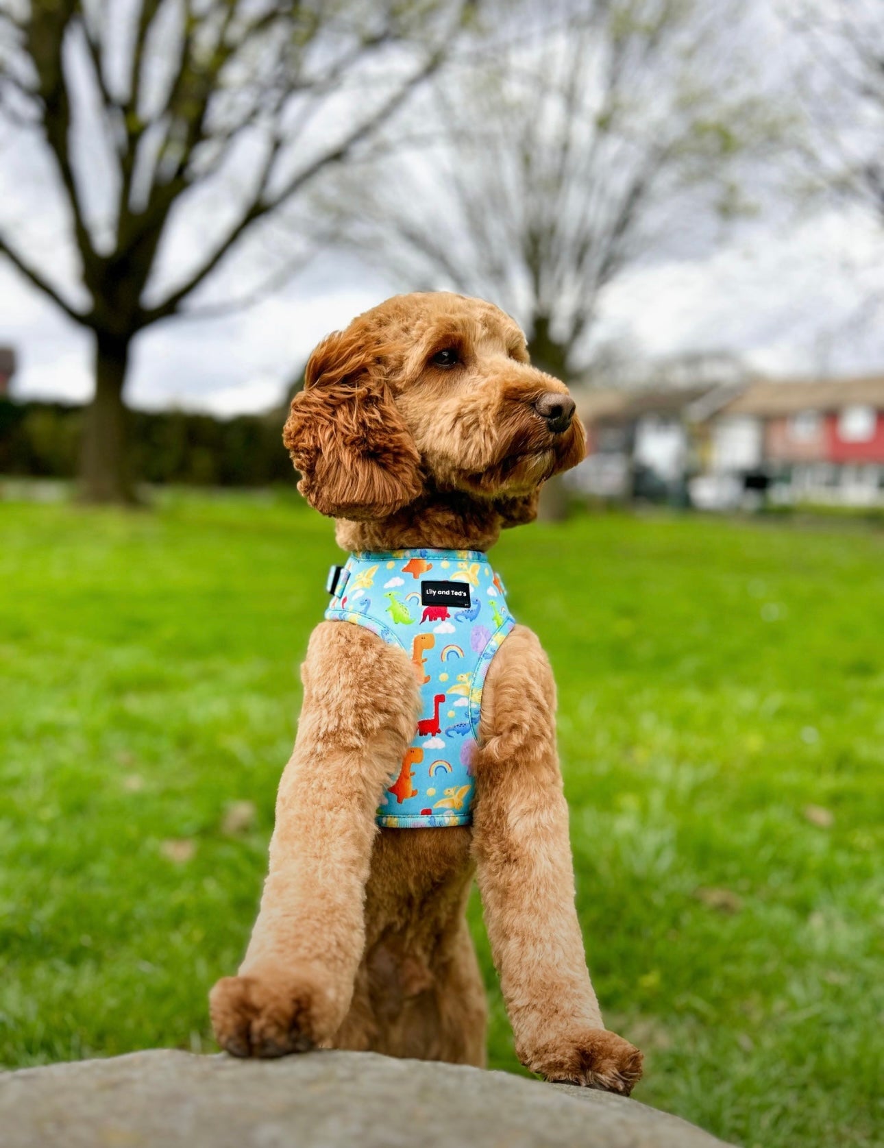 Jurassic Bark adjustable harness